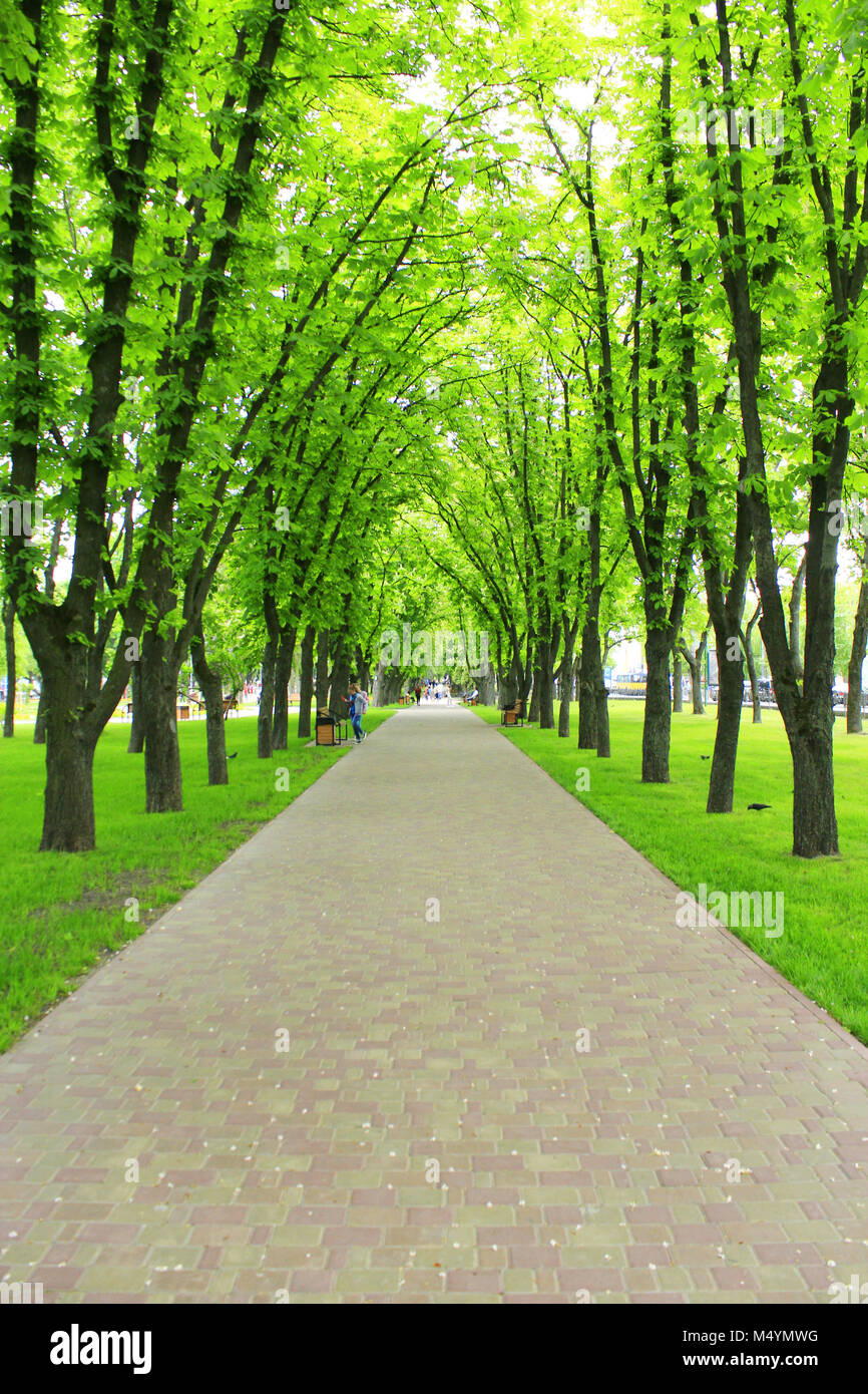 Schönen Stadtpark mit Pfad und grünen Bäumen und Pfad Stockfoto