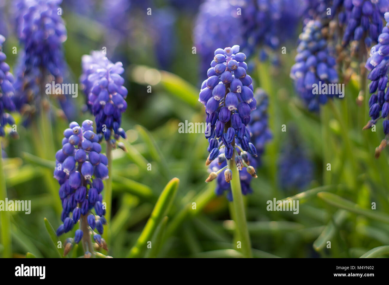 Grape Hyacinth (Muscari Armeniacum) im Frühlingsgarten Stockfoto