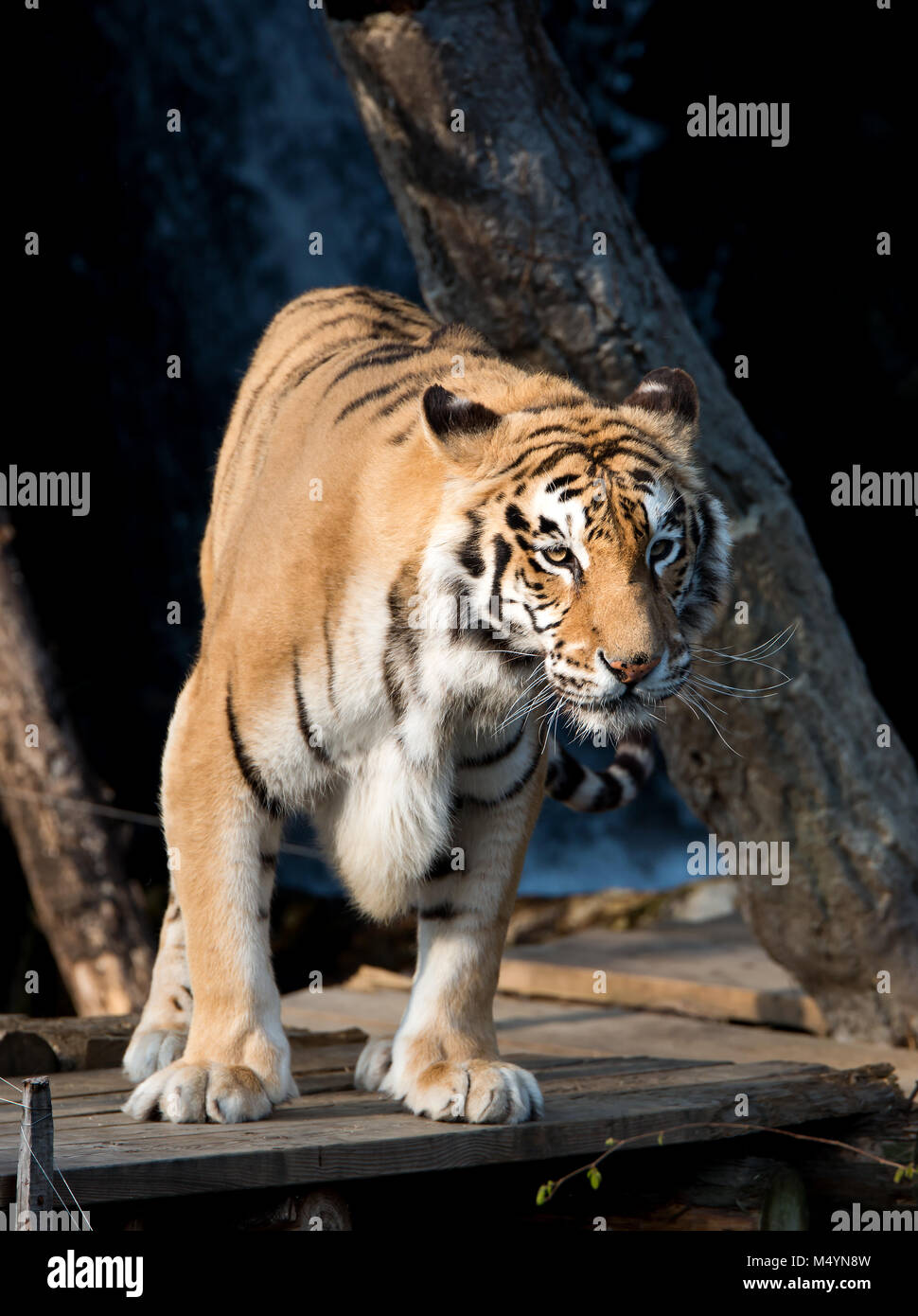 Sibirischer Tiger (Panthera Tigris Altaica) Stockfoto