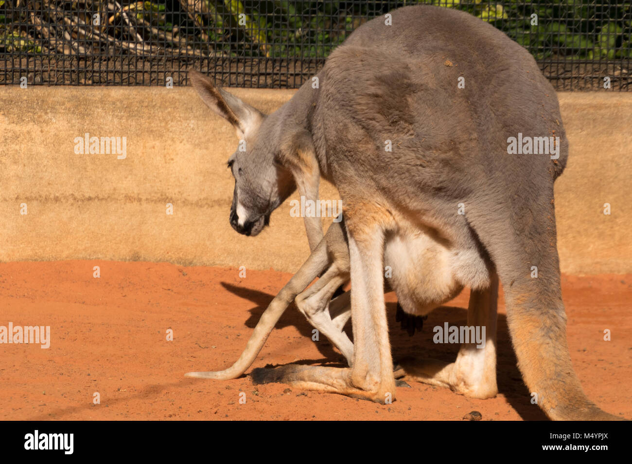 Kangaroo Mütter und Babys in Beuteln Stockfoto