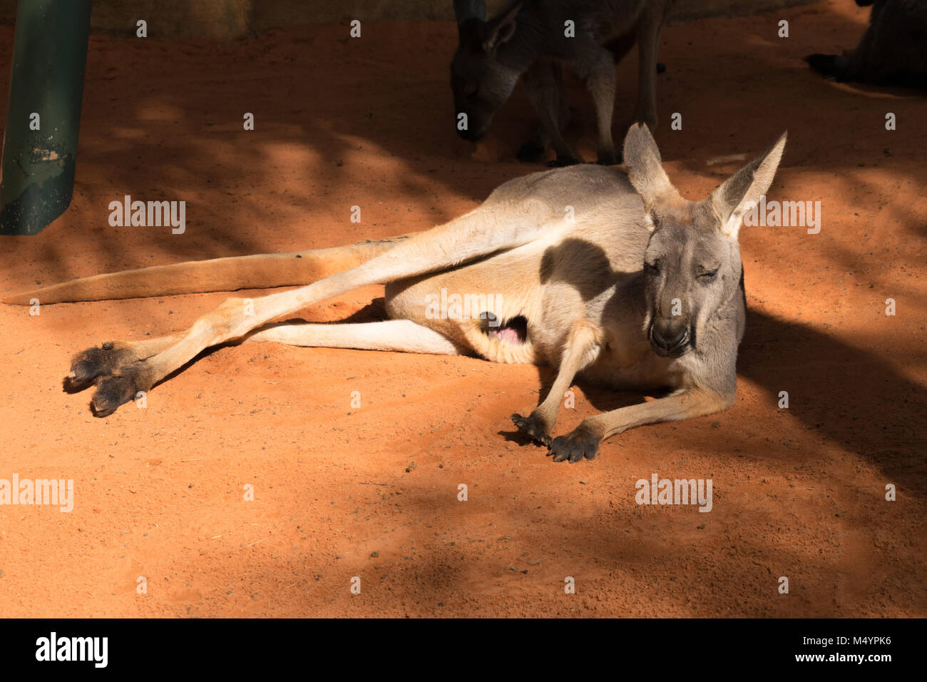 Kangaroo Mütter und Babys in Beuteln Stockfoto