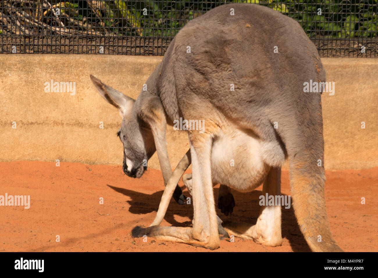 Kangaroo Mütter und Babys in Beuteln Stockfoto