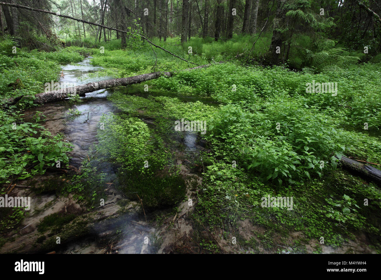 Sumpfiger wald Fotos und Bildmaterial in hoher Auflösung Alamy