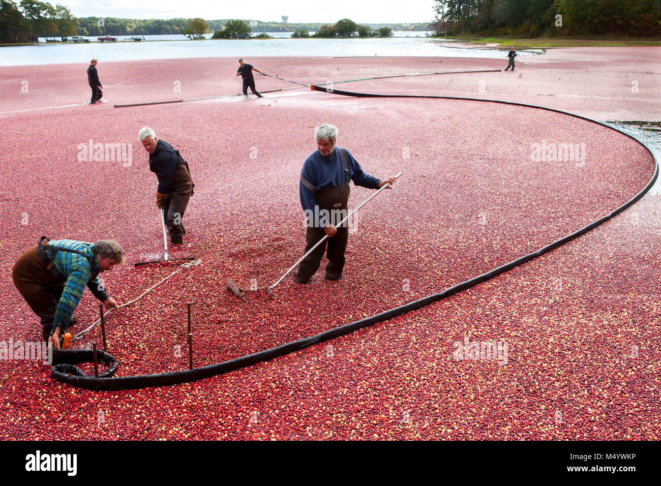 Ein Cape Cod cranberry Anbauer und seine Crew rack bis Cranberries mit Auslegern nach überschwemmung Moor in Brewster, Massachusetts, USA Stockfoto