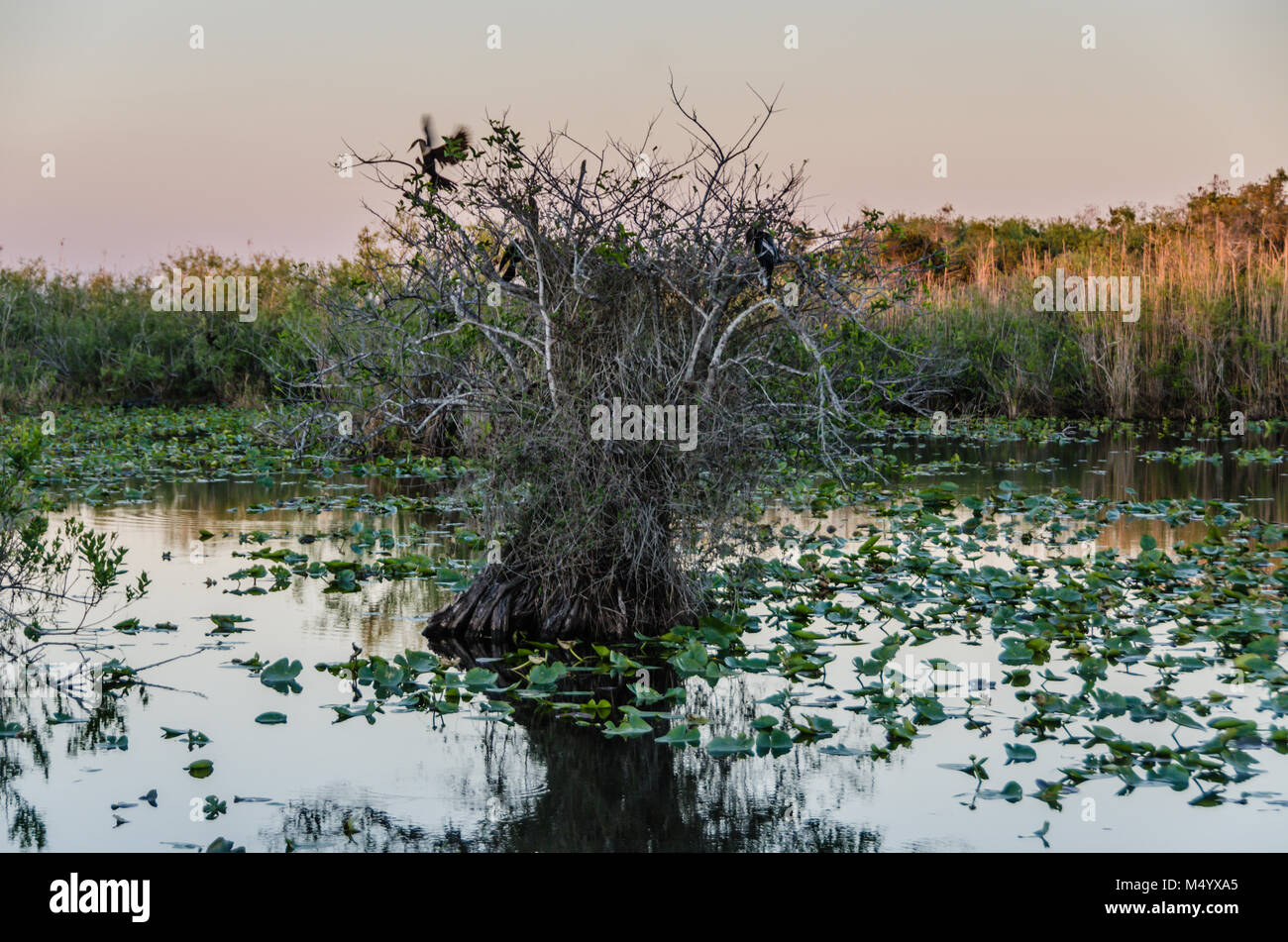 Anhinga Vögel Nester auf Bäumen bei Taylor Slough in den Everglades National Park im Süden von Florida. Stockfoto