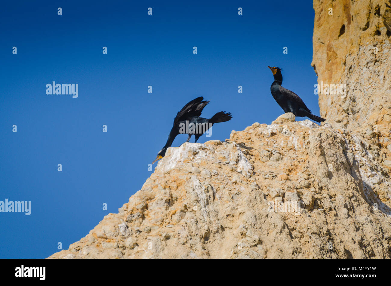 Zwei der Kormoran-Vögel von Brandt, die auf den Klippen des Torrey Pines State Natural Preserve brüsten. Stockfoto