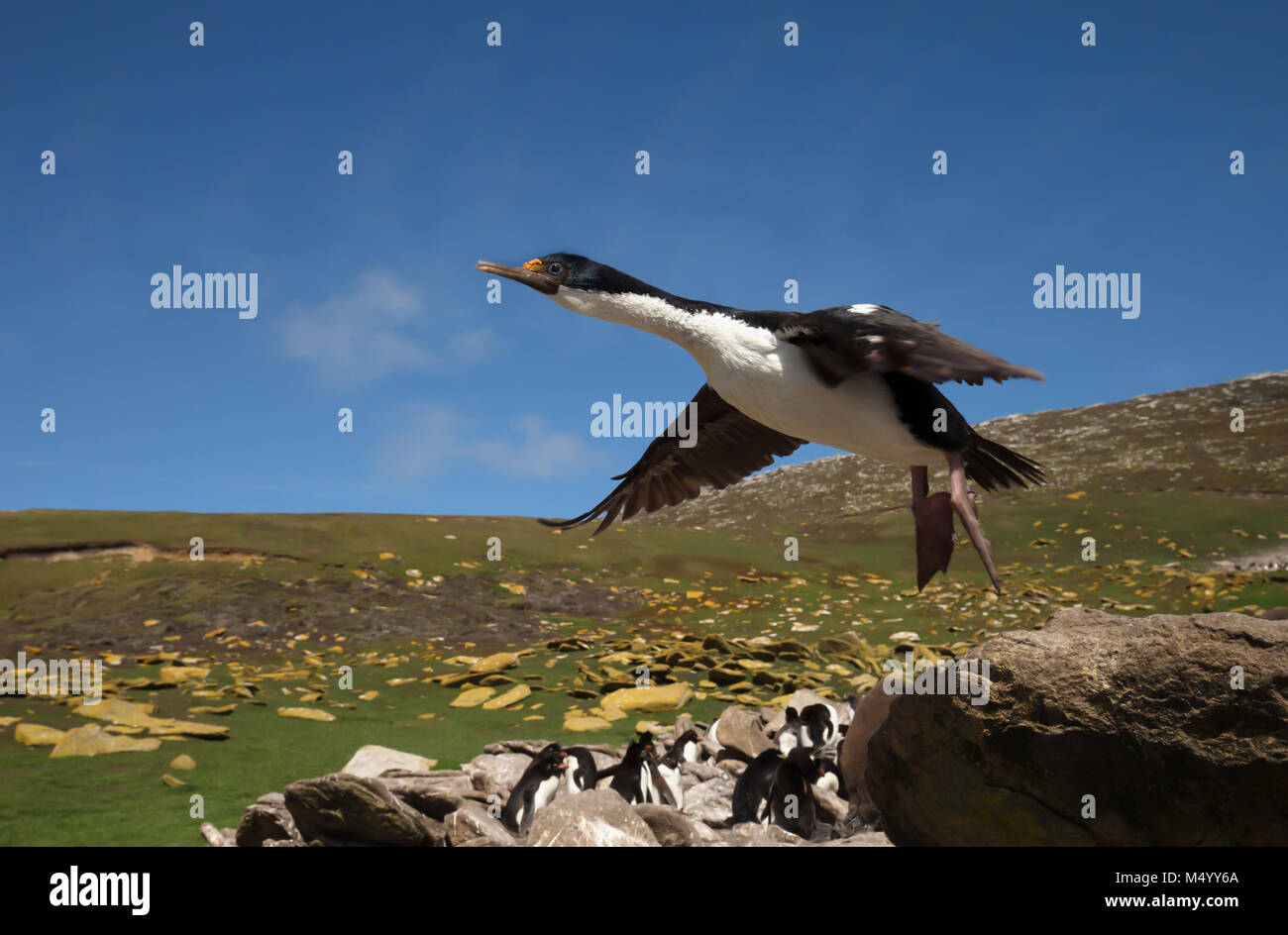 Nahaufnahme eines imperialen Kormoran im Flug, Falkland Inseln im Sommer. Stockfoto