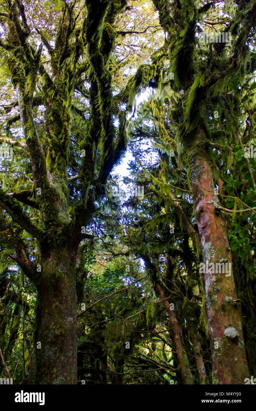Verwunschene Bäume mit Moos in atemberaubenden magischen Wald bedeckt Stockfoto