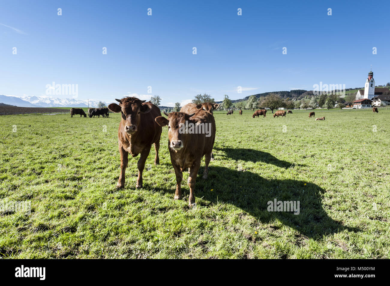 Tierhaltung in der Schweiz Stockfoto Tierhaltung in der Schweiz Stockfoto