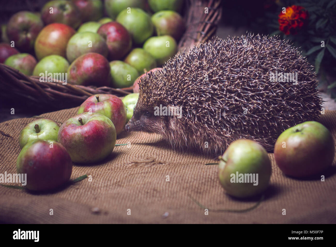 Tiere, Stacheldraht, Tiere, niedliche Tiere, trinken Milch, Igel, Säugetier, Tier, Natur Stockfoto