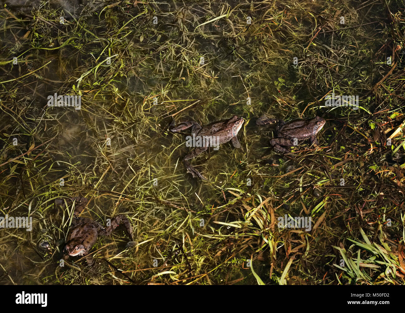 Viele Frösche in einem Teich im Frühling verbunden Stockfoto