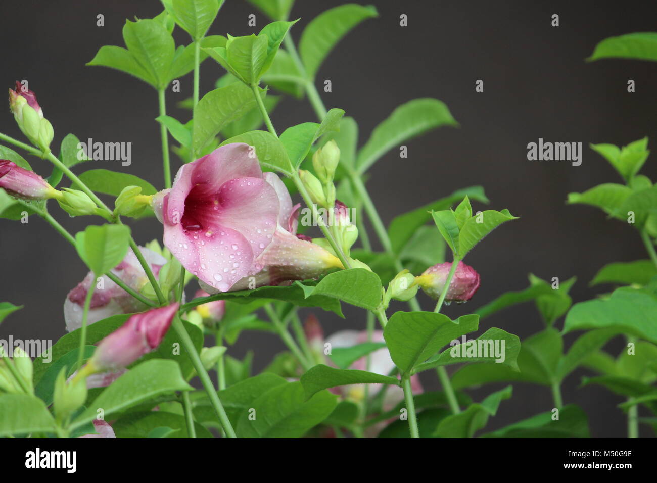 Liebe die Natur Stockfoto