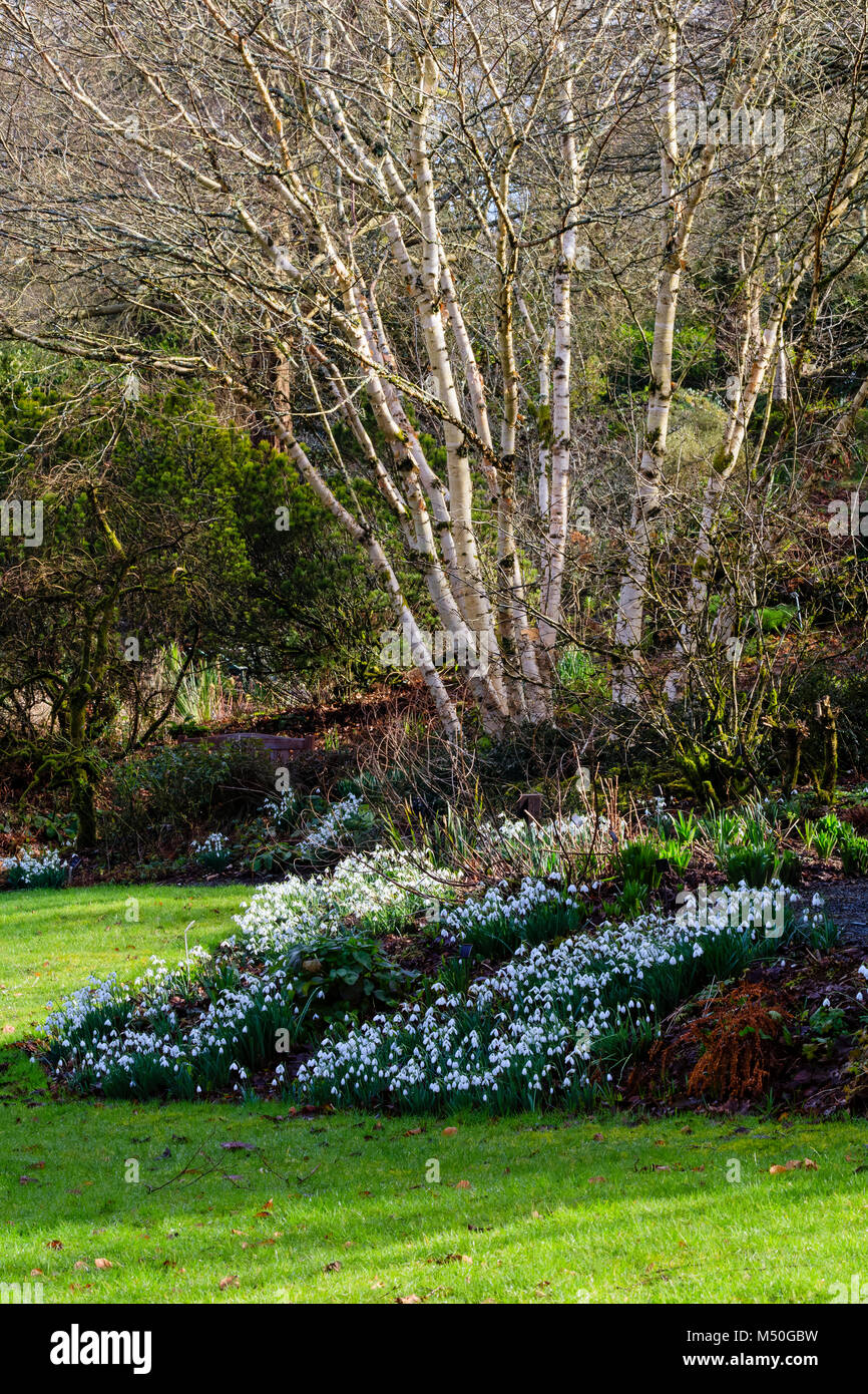 Galanthus. arnott "underplants die Weiße bellte von Betula "Fetisowii" in einem Winter Kombination im Garten Haus stammt, Buckland Monachorum <Devon, Stockfoto