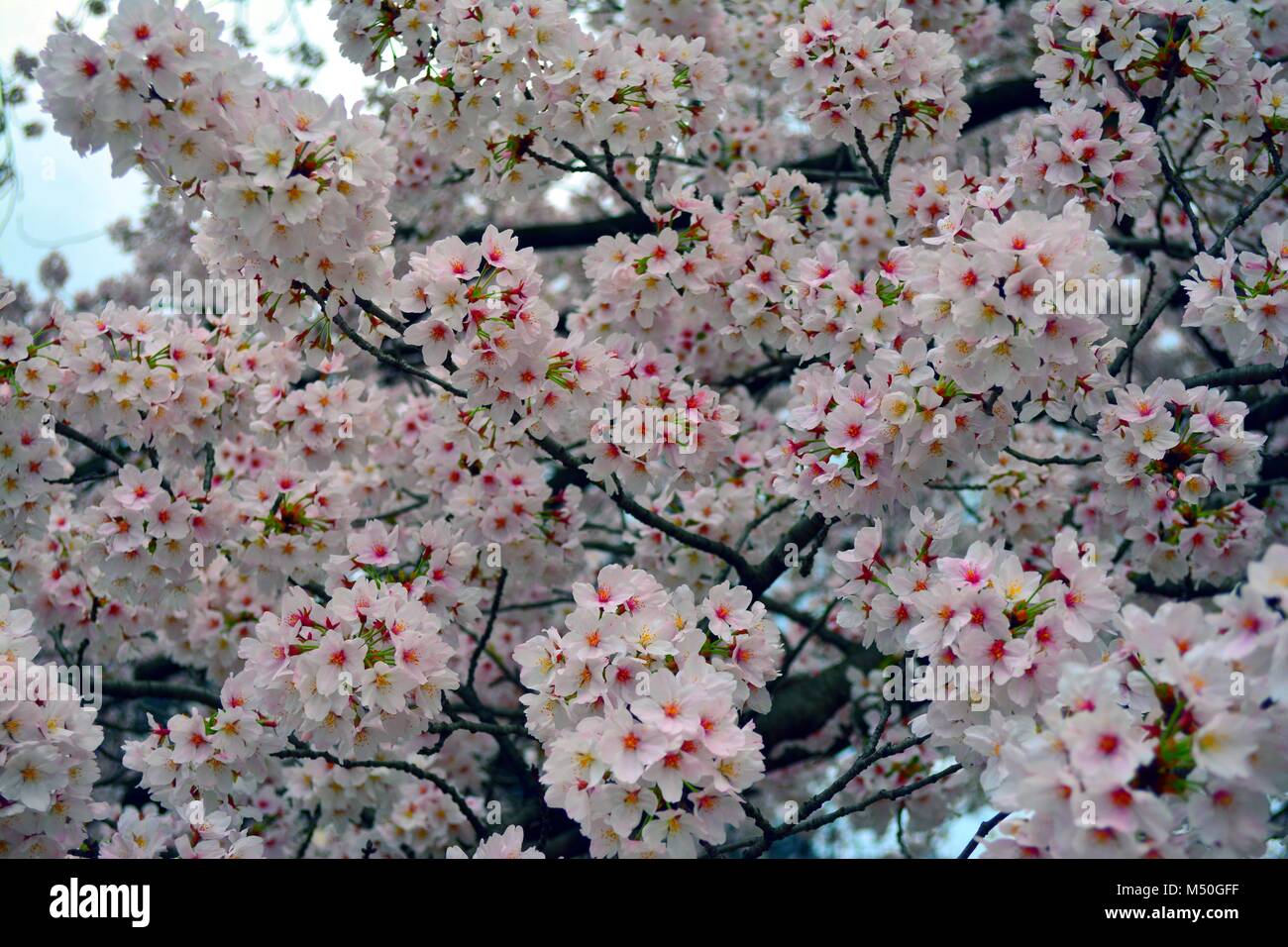 Schöne Sakura Blumen/Kirschblüten in einem großen Cluster mit vielen Blumen als Hintergrund in Kyoto, Japan. Stockfoto