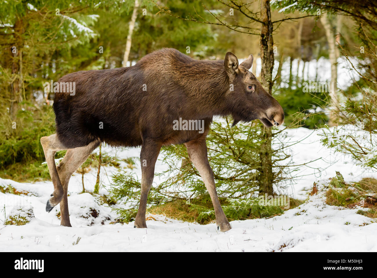 Weibliche Elch (Alces alces) Wandern im winterlichen Wald landschaft. Stockfoto