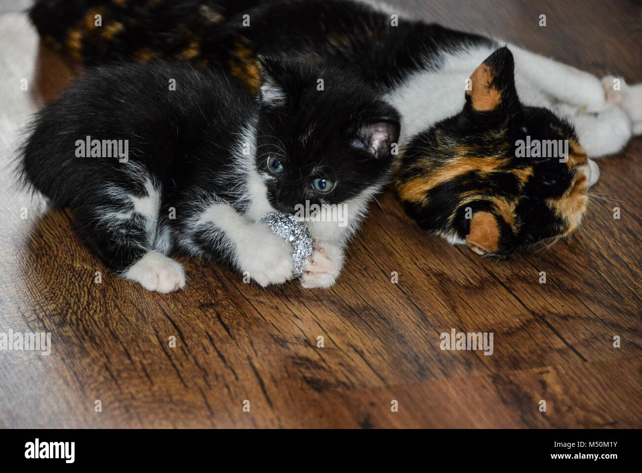 Eine schwarz-weiße Katze spielen mit einer Kugel aus Alufolie neben seiner  Mutter Stockfotografie - Alamy