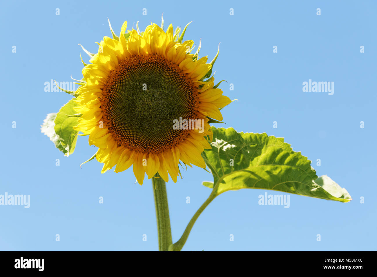 Gelbe sonnenblume Blume close-up Sommer Tag Stockfoto