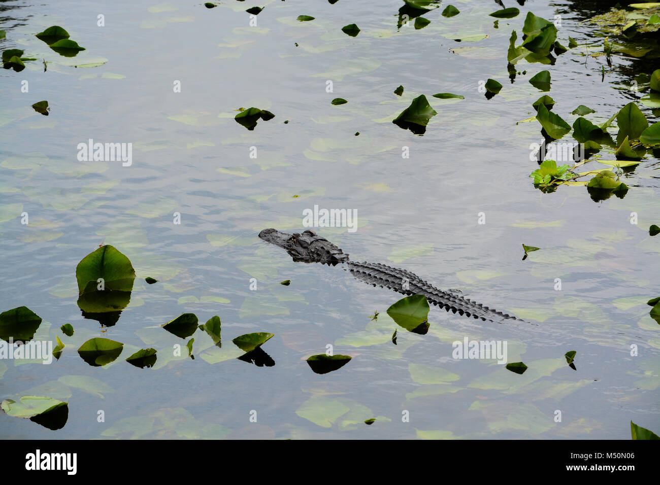 Eine amerikanische Alligator (Alligator mississippiensis) in Largo, Florida Stockfoto