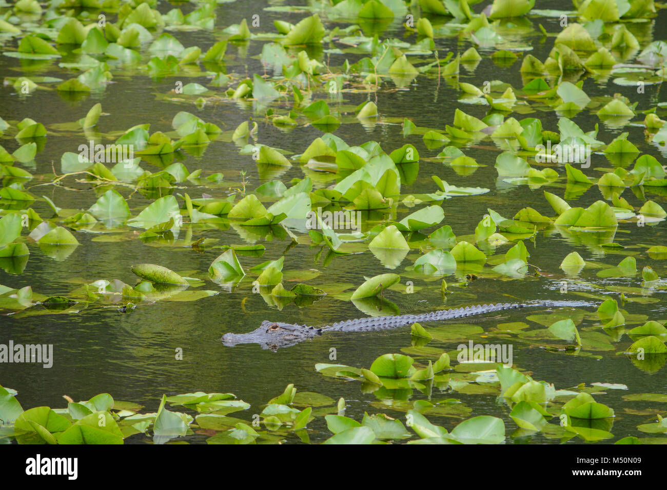 Eine amerikanische Alligator (Alligator mississippiensis) in Largo, Florida Stockfoto