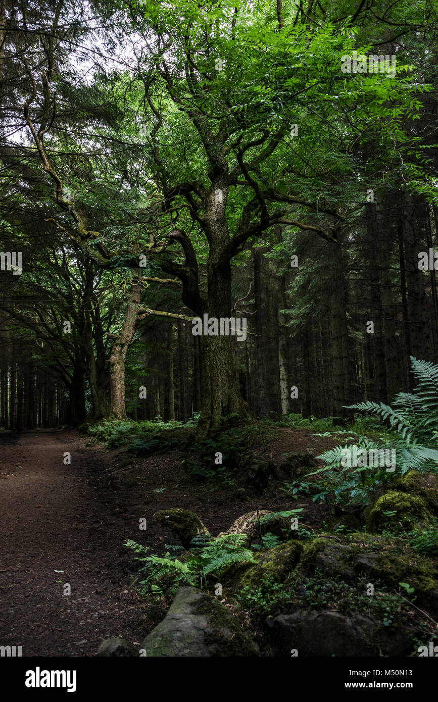 Bäume einen Pfad durch den Wald bei beecraigs Country Park, Schottland Stockfoto