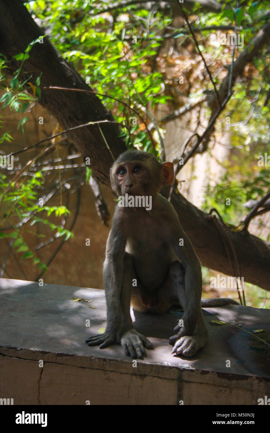 Monkey Menace in meinem Balkon. Stockfoto