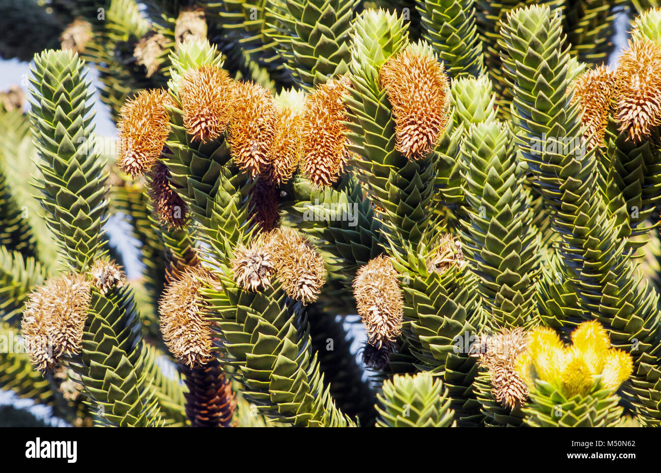 Chilenische kiefer Araucaria araucana Stockfoto