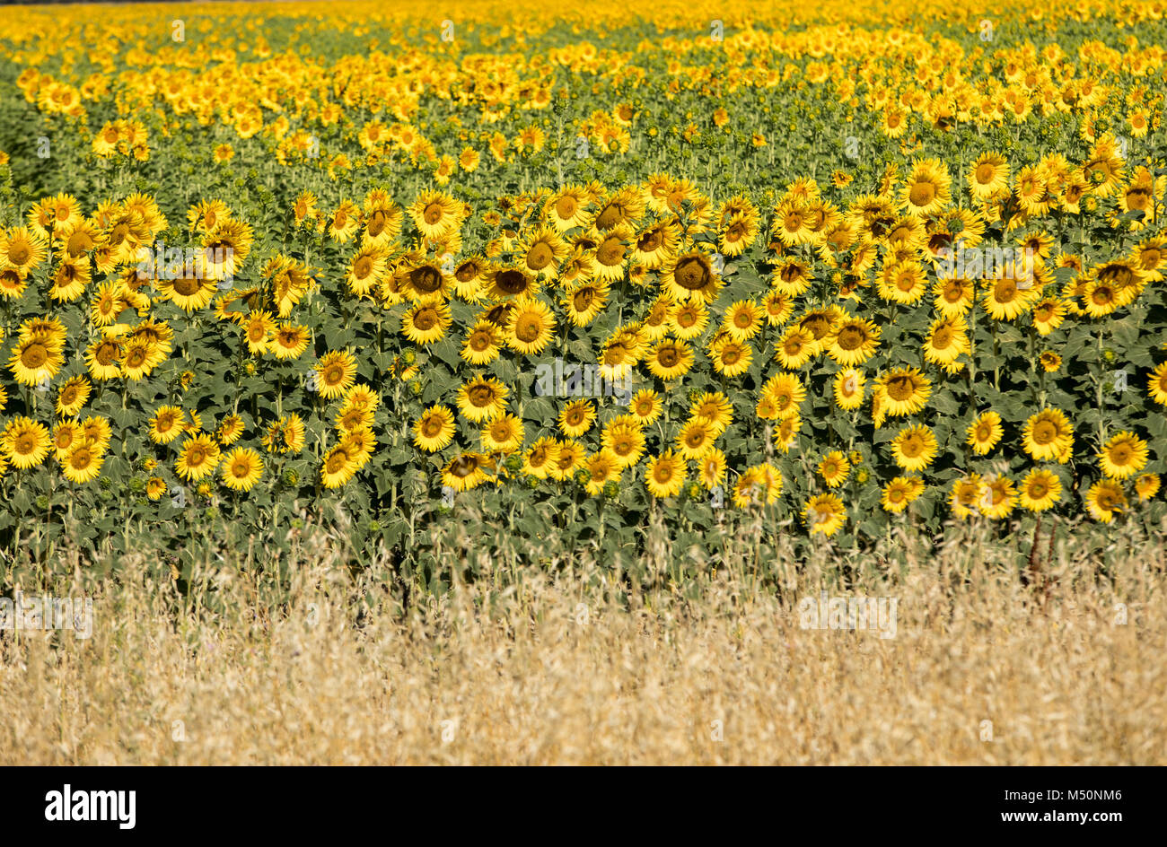 Sonnenblumen Feld in der Nähe von Arles in der Provence, Frankreich Stockfoto