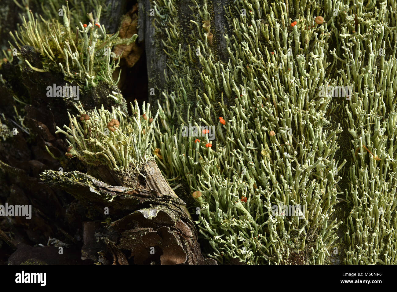 Lippenstift cladonia; Schale Flechten; Stockfoto