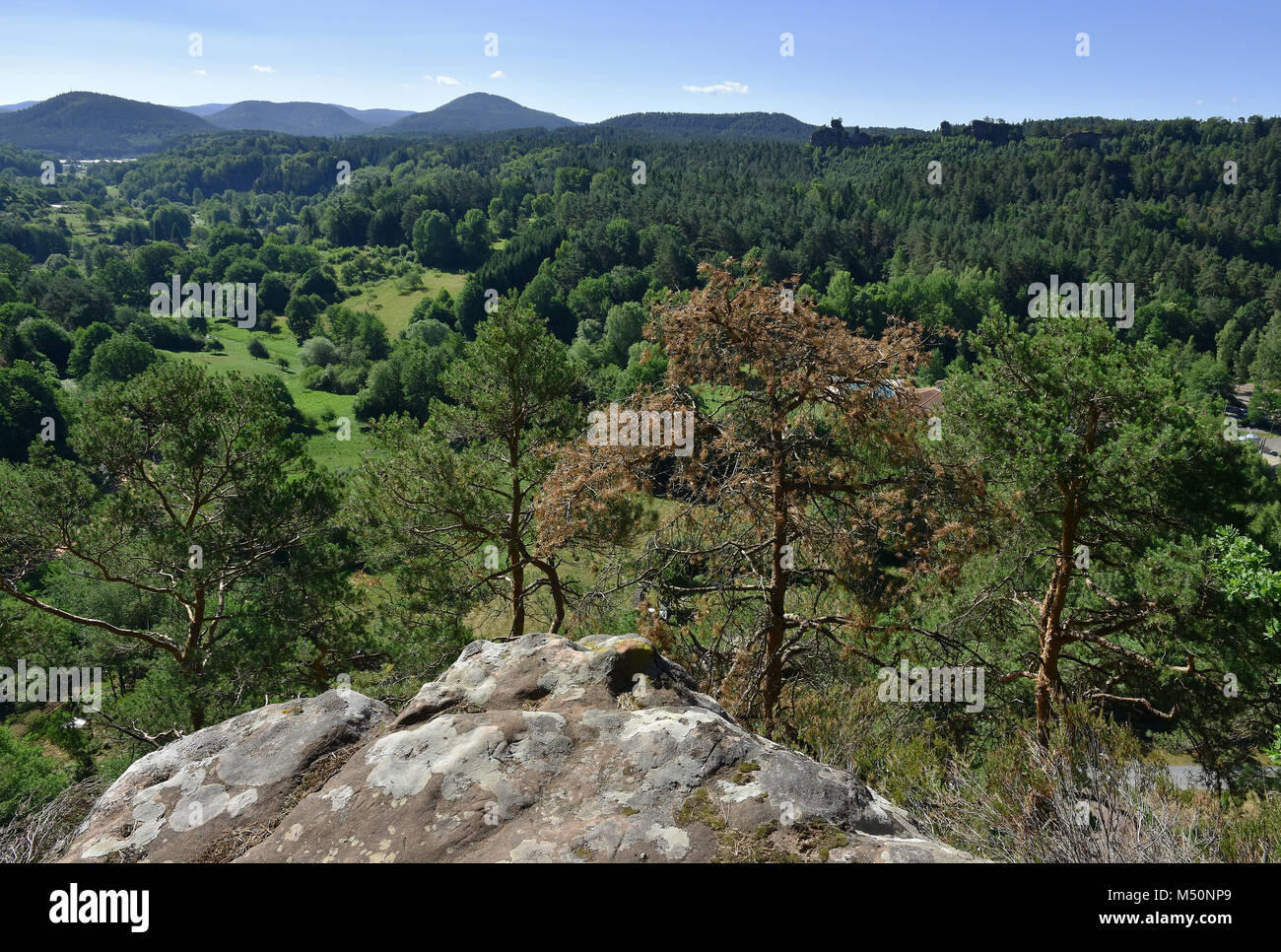 Pfälzer Wald in Rheinland-pfalz/Deutschland; Stockfoto