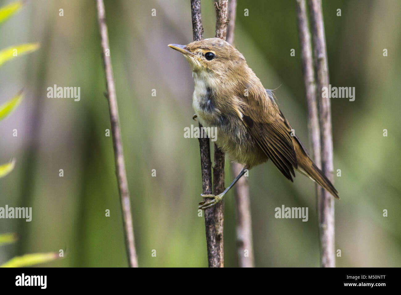 Europäische Teichrohrsänger (crocephalus scirpaceus) Stockfoto