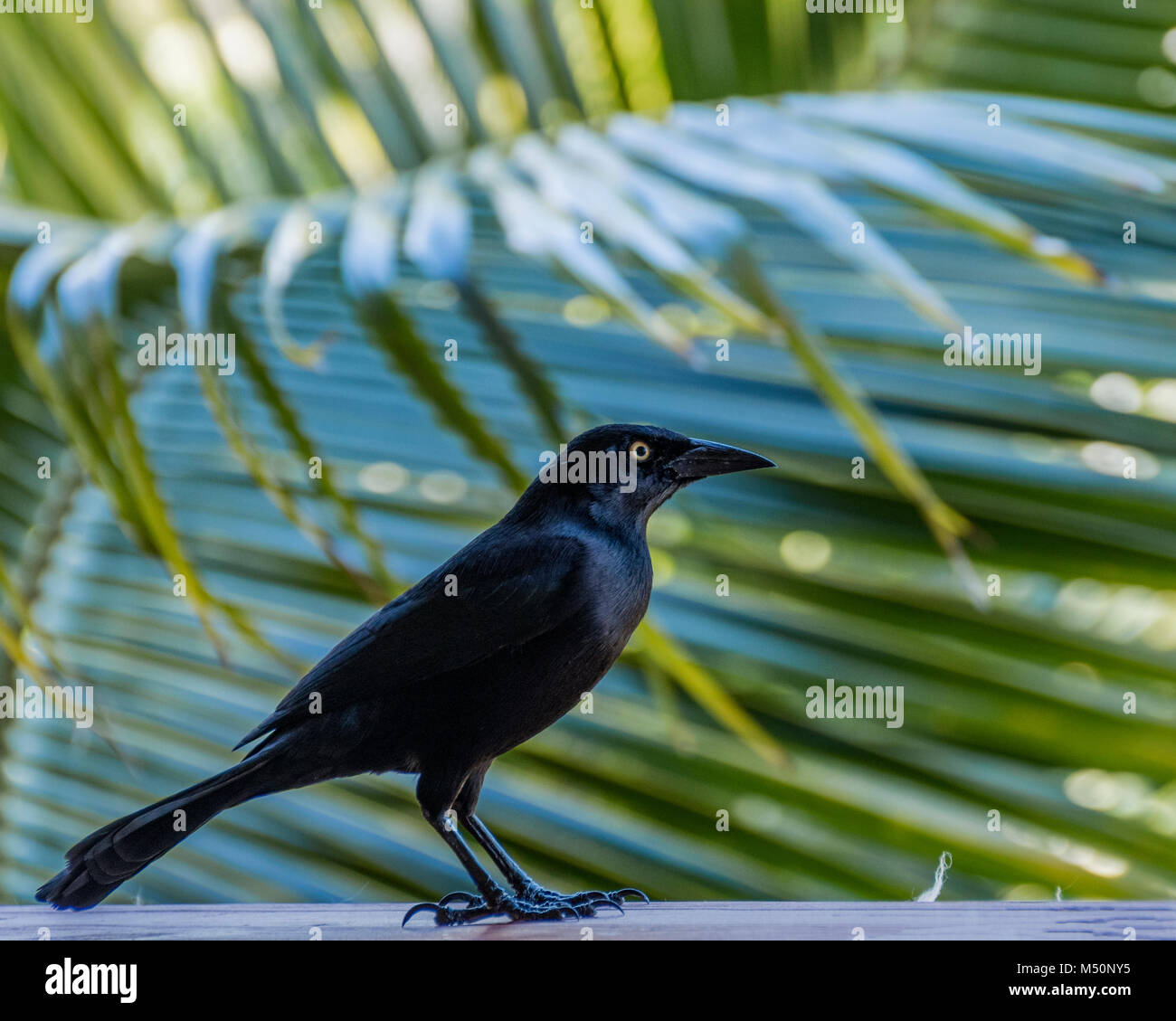 Carib Grackle blackbird hocken auf der Schiene in Antigua Stockfoto