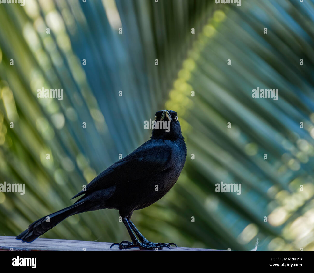 Carib Grackle blackbird hocken auf der Schiene in Antigua Stockfoto