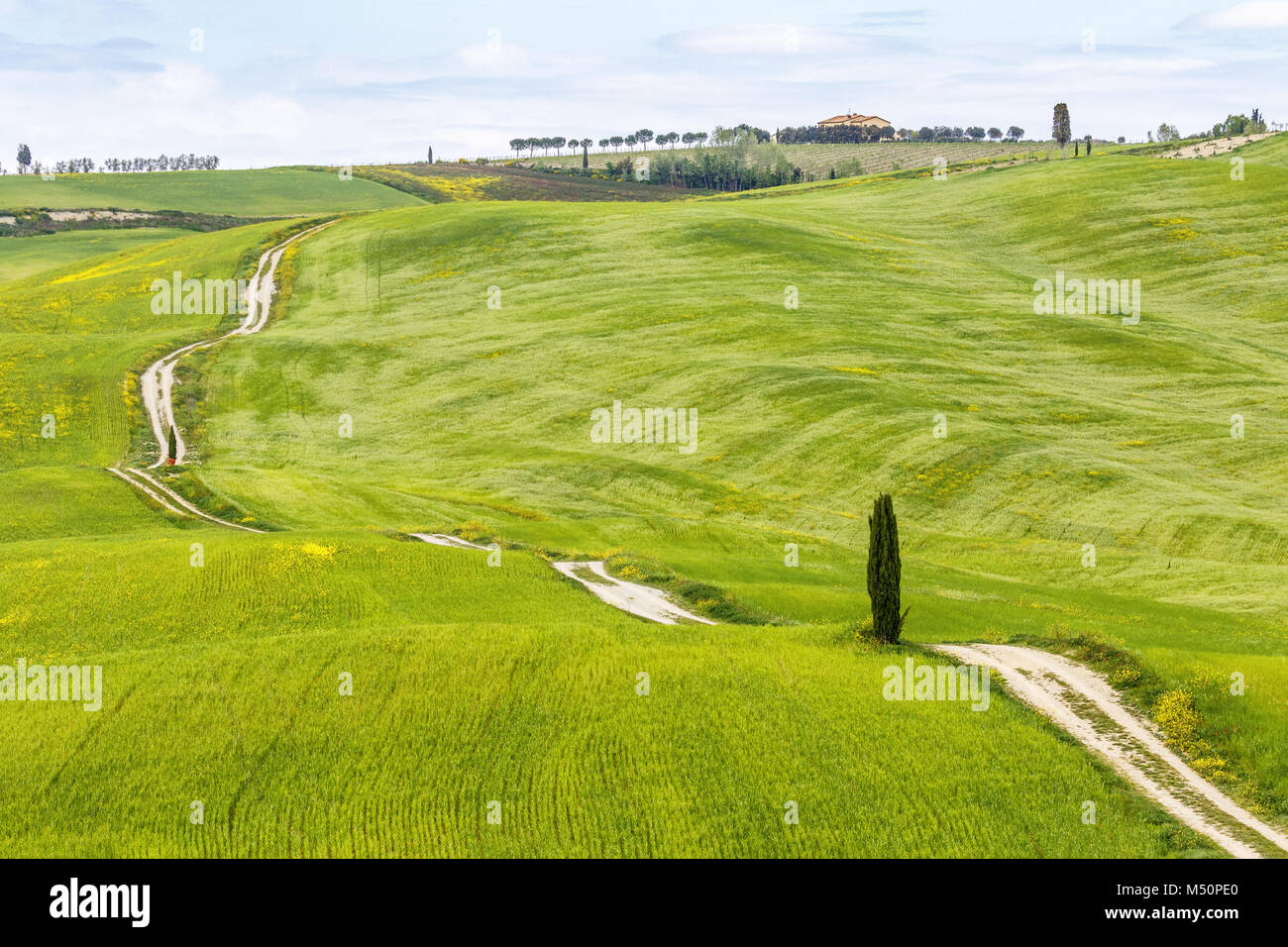 Rolling landwirtschaftliche Landschaft mit einem Feldweg über die Felder Stockfoto