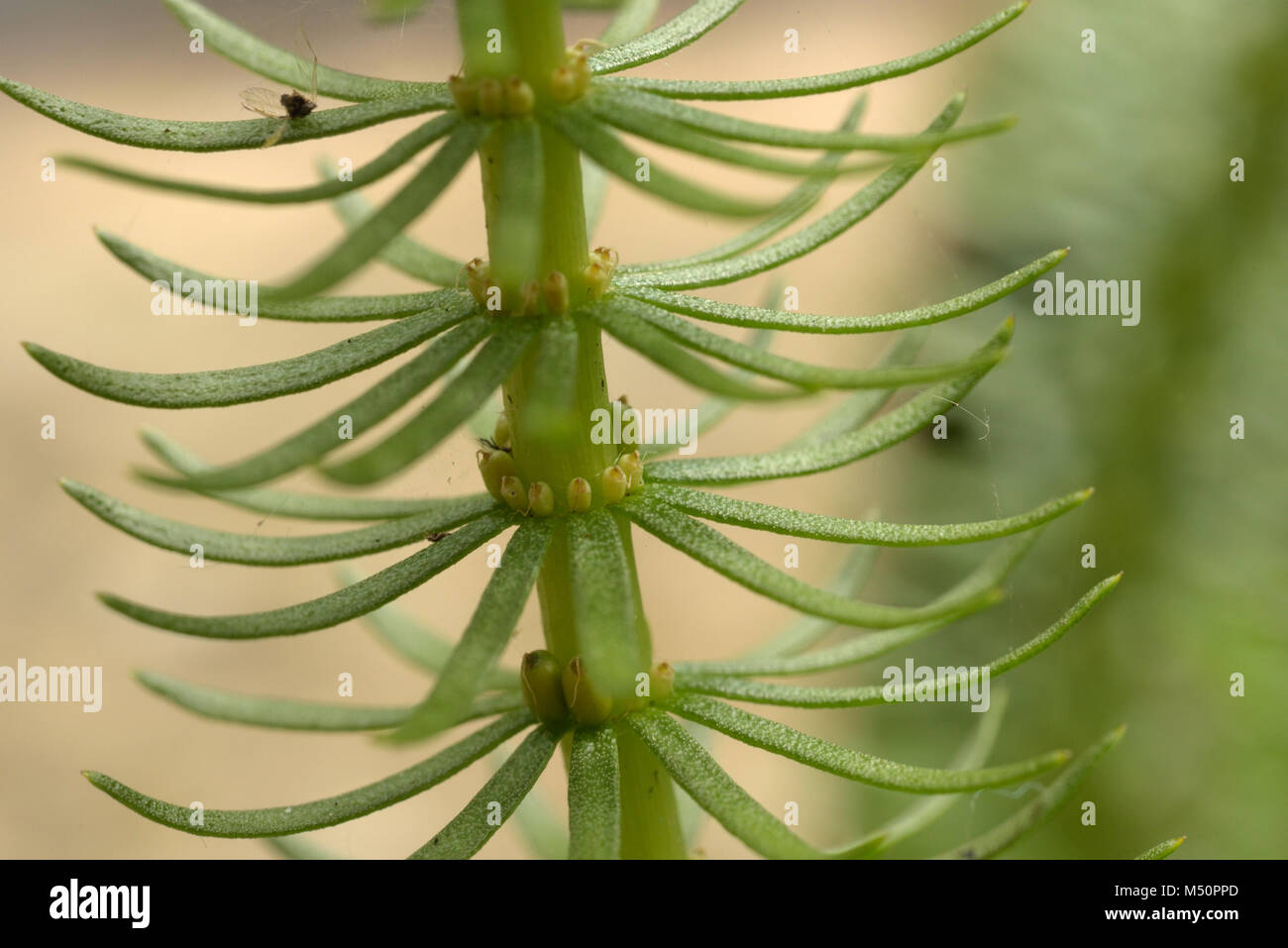Mare's-Tail, Hippuris vulgaris Stockfoto