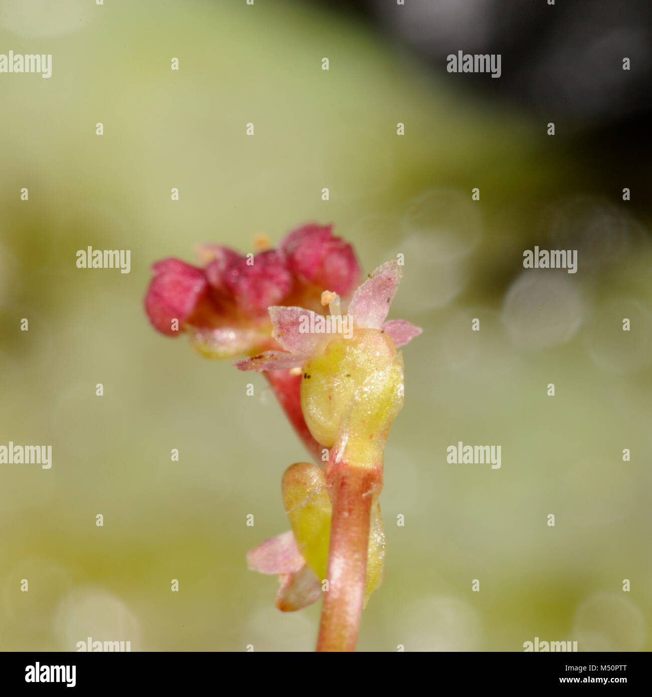 Marsh Pennywort, Hydrocotyle vulgaris, einzelne Blume von der Rückseite Stockfoto