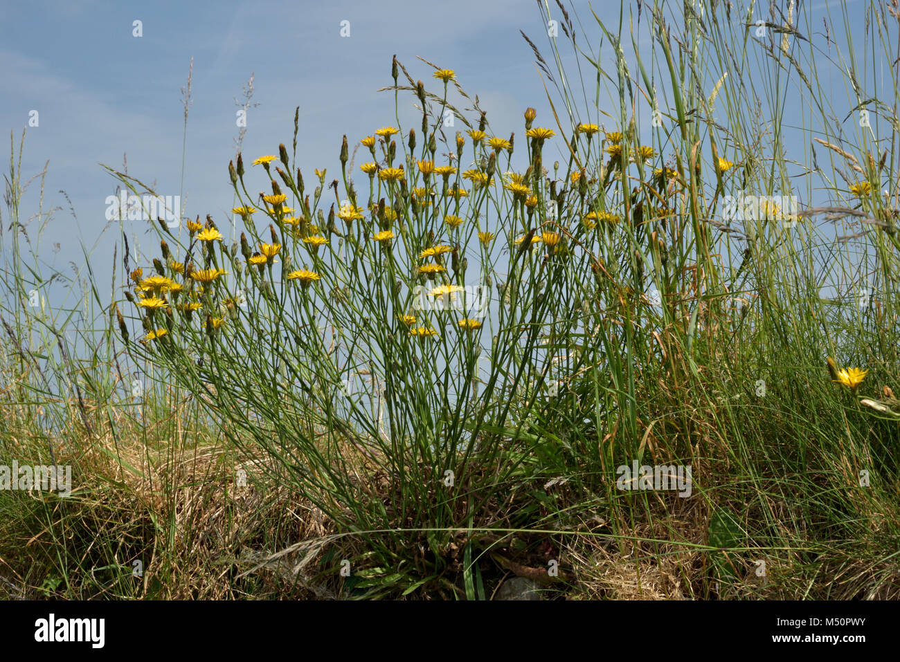 Cat's-ear, Hypochaeris radicata gegen den Himmel auf einer Bank Stockfoto