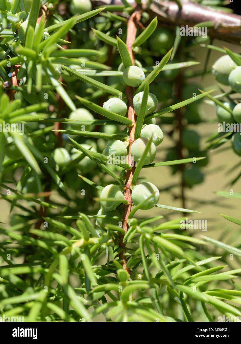 Wacholder, Juniperus communis Stockfoto