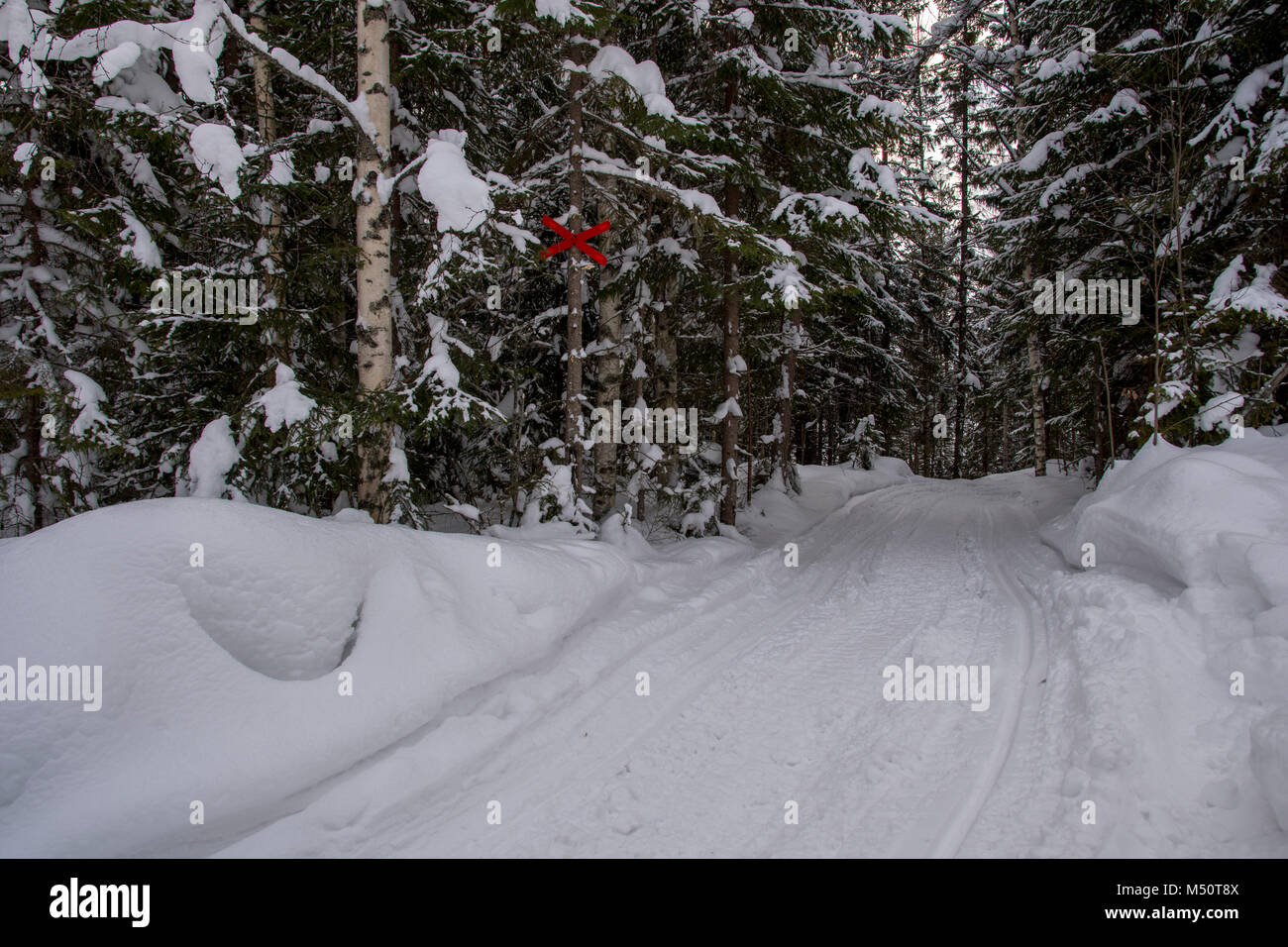 Snowmobile Spur im Wald mit einem roten x auf einem Baum bis Markierung der Strecke, Bild aus dem Norden Schwedens. Stockfoto