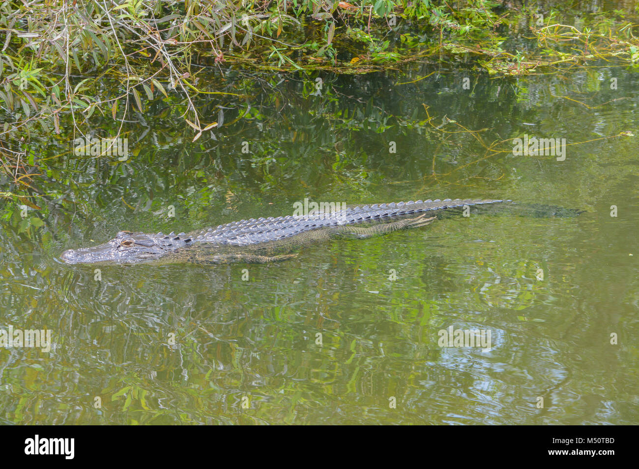 Eine amerikanische Alligator (Alligator mississippiensis) in Largo, Florida Stockfoto