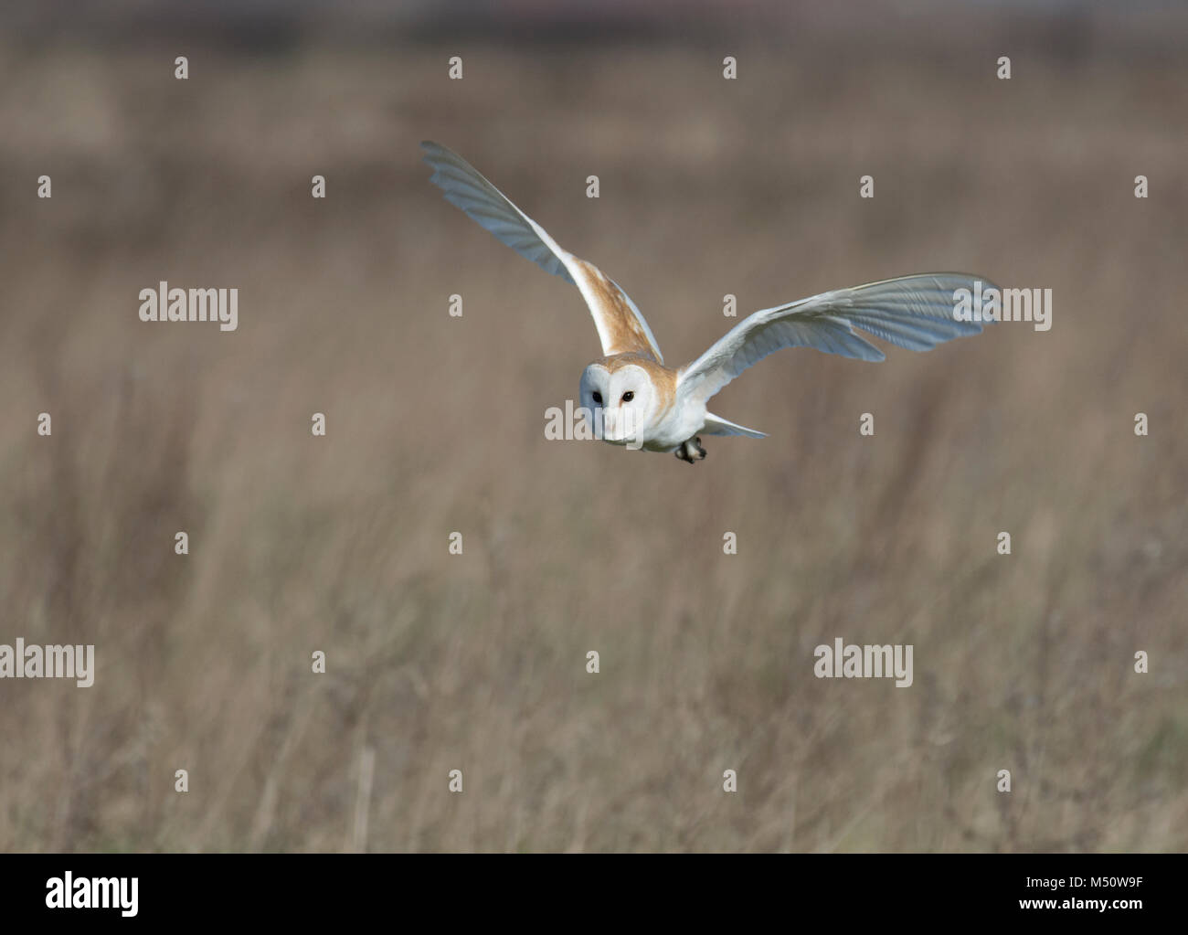 Schleiereule, tyto Alba, im Flug, Jagd in der Wiese in Lancashire, Großbritannien Stockfoto