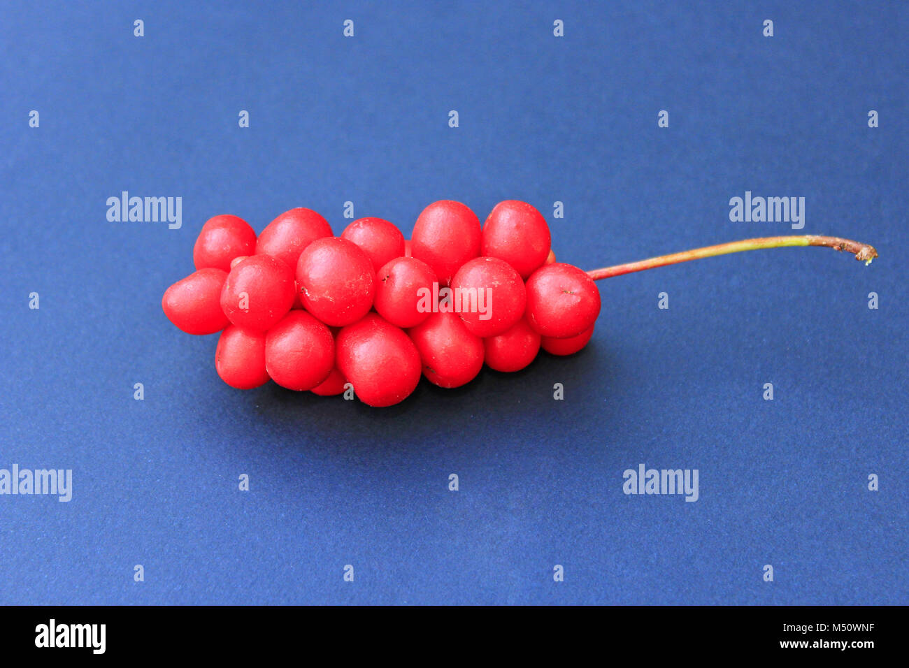 Zweig der rote reife schisandra auf dem dunkelblauen Hintergrund Stockfoto