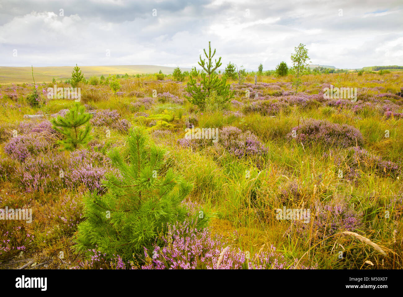 Schottischen Heide in Highlands Stockfoto