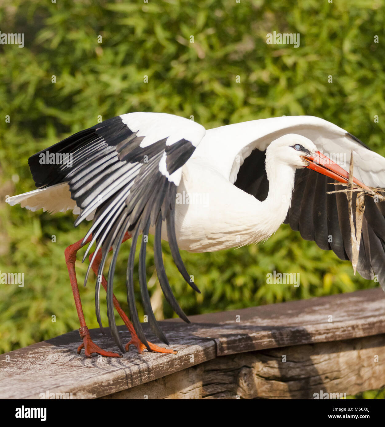 Storch in seinem natürlichen Lebensraum Stockfoto
