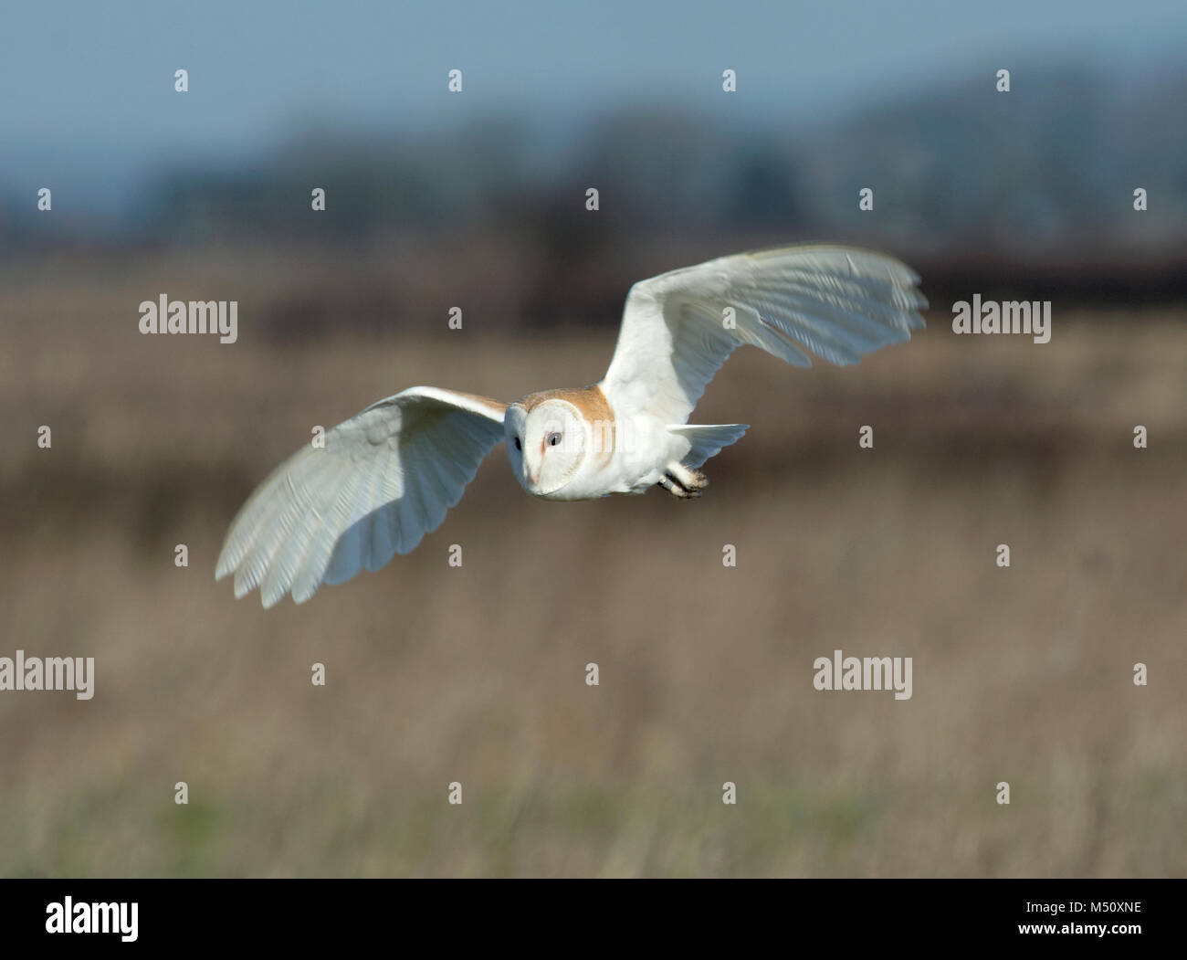 Schleiereule, tyto Alba, im Flug, Jagd in der Wiese in Lancashire, Großbritannien Stockfoto