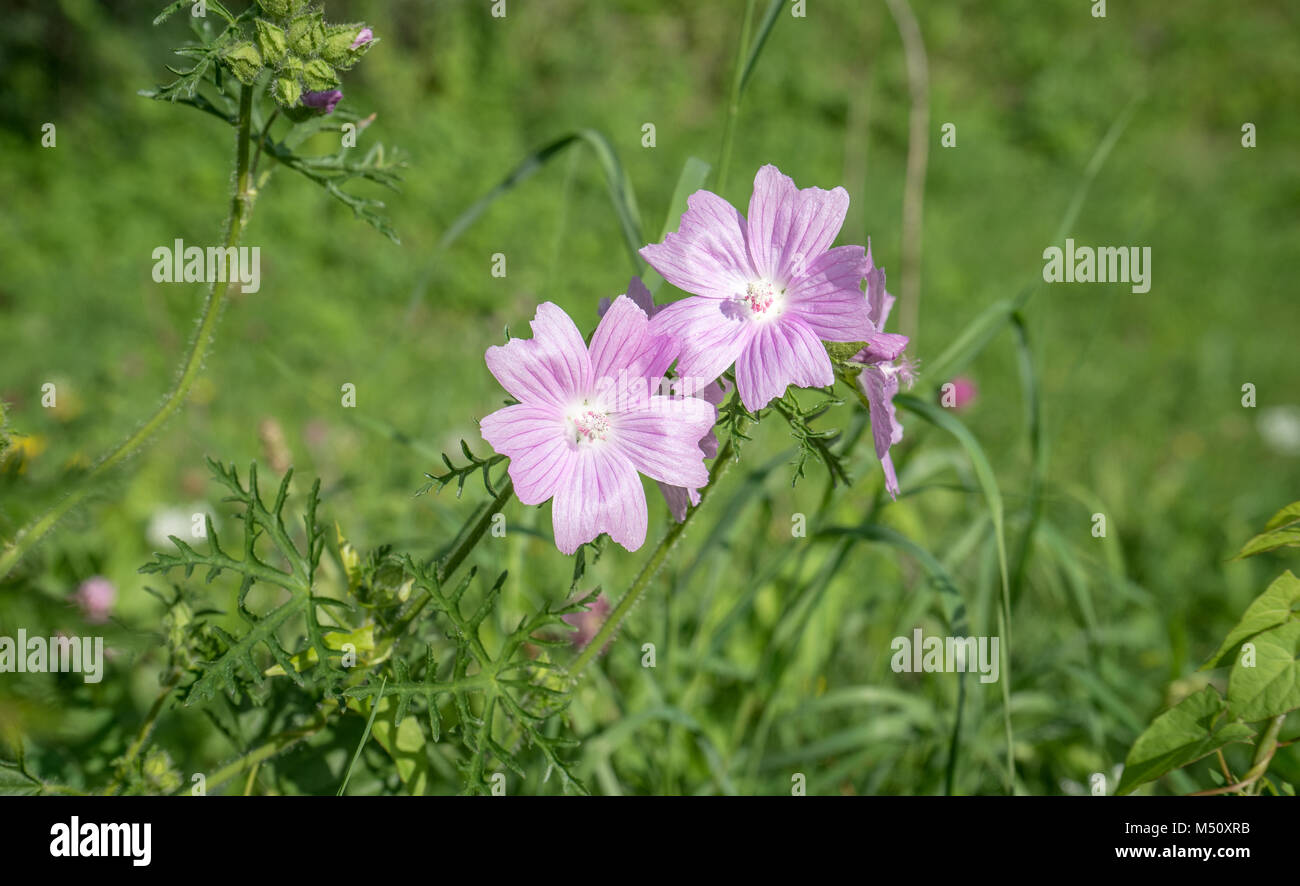 Eine rosa blühende Wilde Malve im Sommer auf einer Wiese Stockfoto