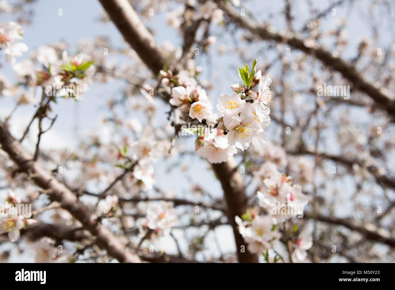 Mandelbaum Blumen und Zweige über blue sky Frühling Blüte blühen auch außerhalb der Sommersaison natürliche Fotografie dof Stockfoto