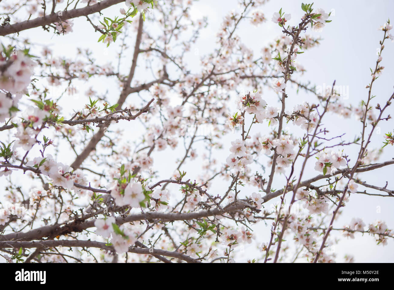 Mandelbaum Blumen und Zweige über blue sky Frühling Blüte blühen auch außerhalb der Sommersaison natürliche Fotografie dof Stockfoto