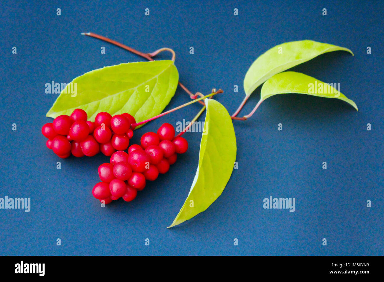 Rote beeren Schisandra Stockfoto