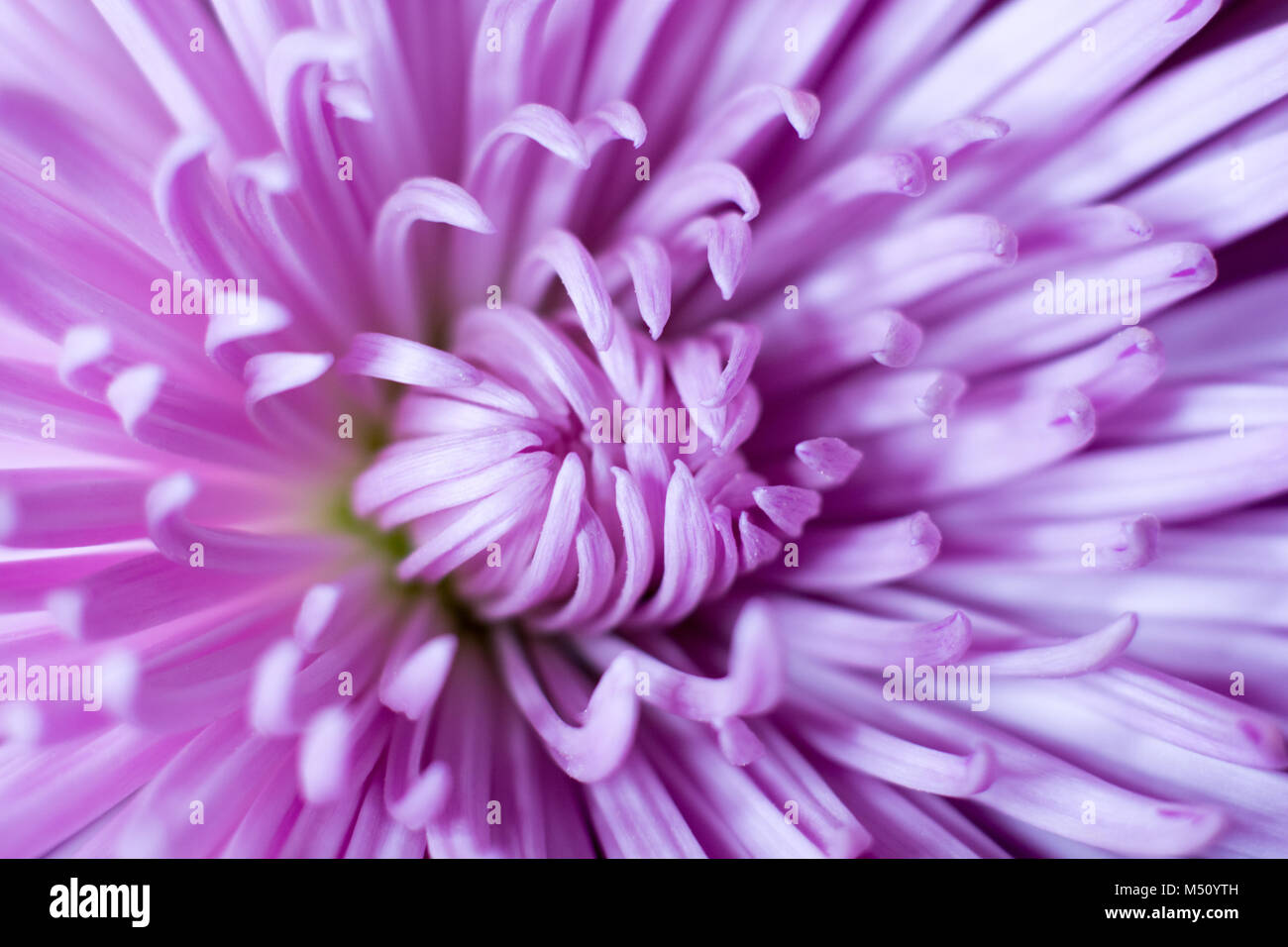 Die erstaunliche lila Kralle - wie Blütenblätter aus einer lila Chrysantheme. Stockfoto