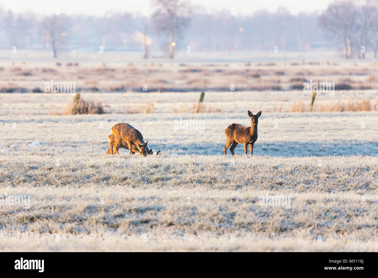 Zwei Rehe und ein Bock auf gefrorenen Wiese in Norddeutschland Stockfoto